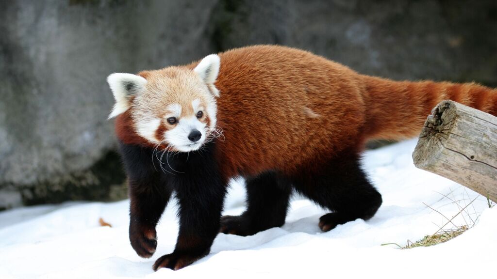 El panda rojo se parece poco a sus primos, los famosos pandas