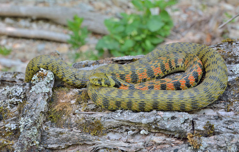 La Rhabdophis, la serpiente que toma el veneno prestado de sus víctimas