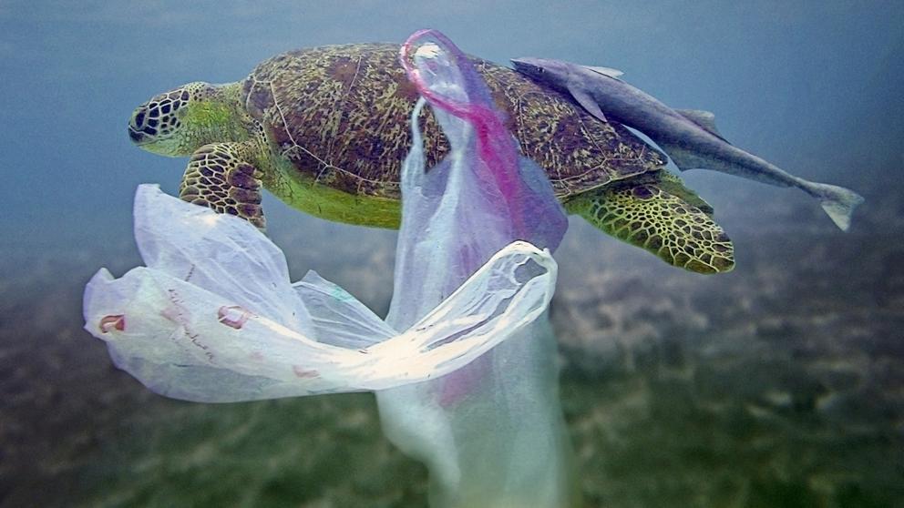 La atracción que sienten las tortugas hacia el plástico puede tornarse en una atracción... fatal.