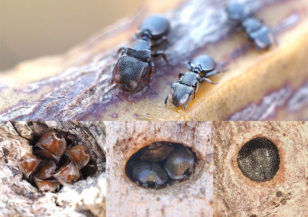 La evolución es reversible, gracias a los cual estas hormigas se adaptan una y otra vez.
