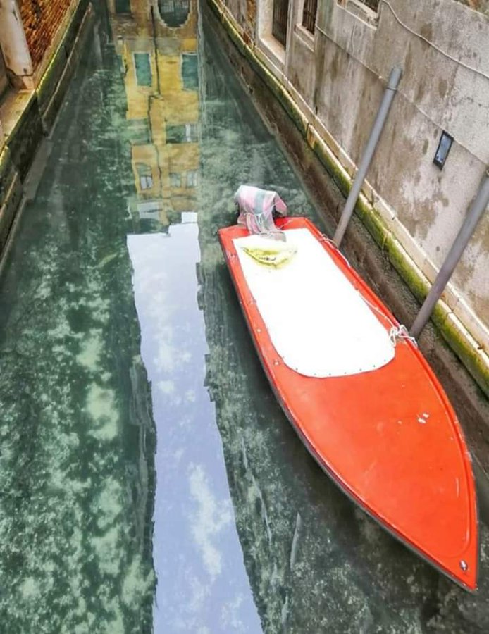 Las aguas de Venecia, más limpias que nunca