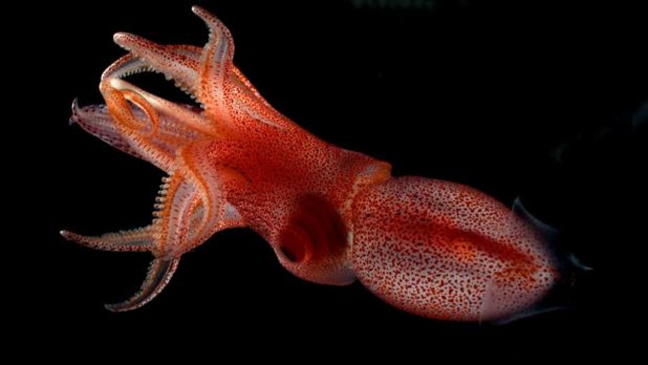 Los calamares y los cefalópodos en general son realmente sorprendentes.