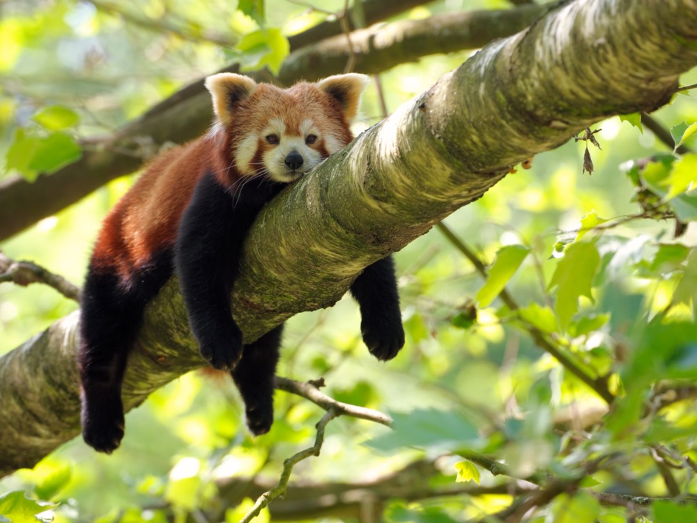 Los pandas rojos eran en realidad dos especies, aunque siempre se pensó que era solo una.