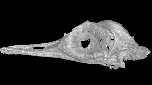 Radiografía del cráneo del dinosaurio hallado.
