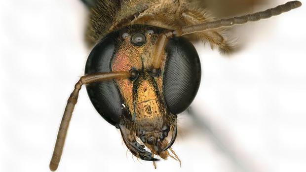 Una abeja mitad macho y mitad hembra. En su cabeza se pueden ver las dos mitades distintas.