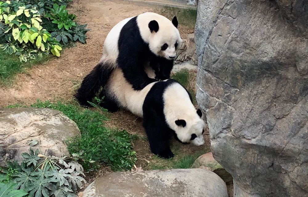 Los pandas que se aparearon luego de diez años... gracias a la privacidad tan esperada