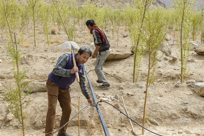 Sonam Wangchuk (con la pala al hombro) participa en una plantación de árboles jóvenes que beberán del agua que les brinda la estupa de hielo.