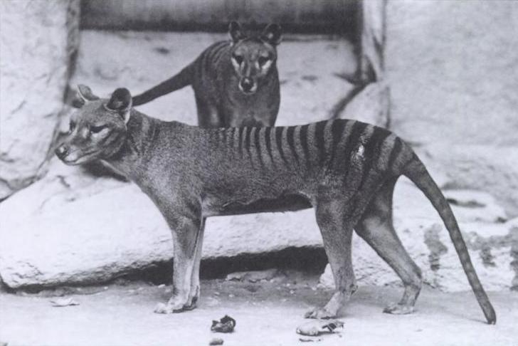 The last video of the Tasmanian Tiger or Thylacine has come to light.