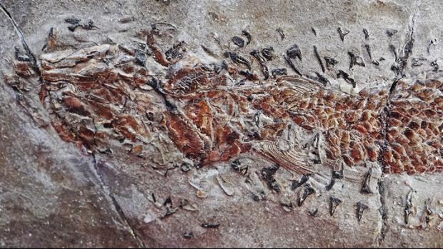 El fósil de un calamar atacando a su presa, hace casi nada: 200 millones de años.