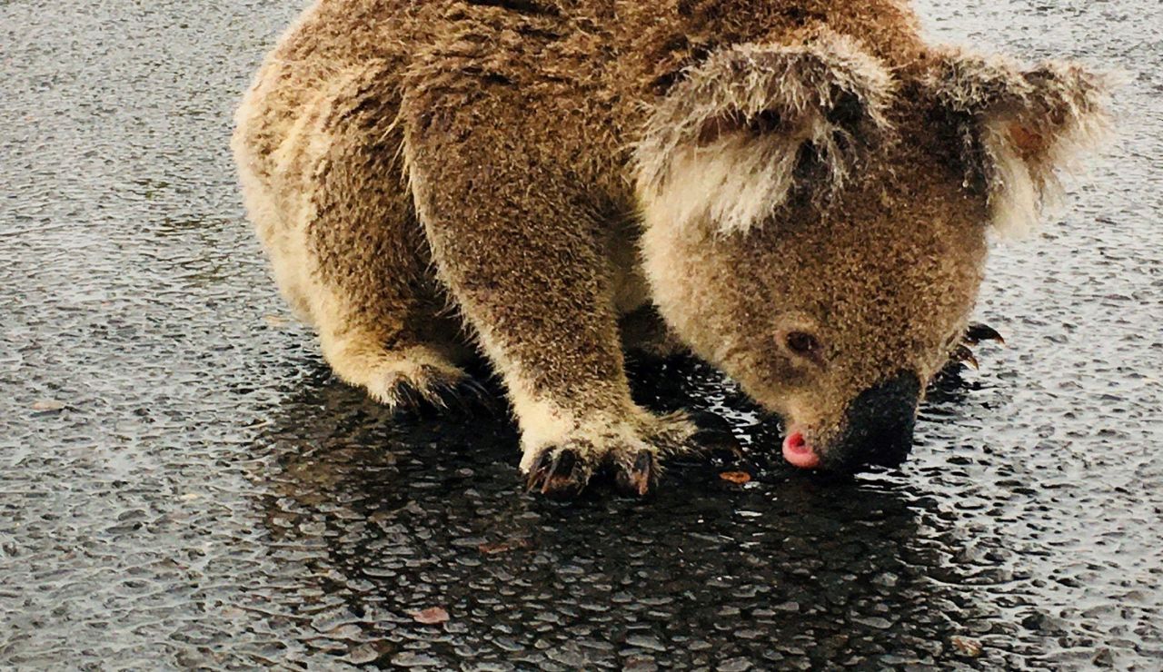 La ausencia de lluvias sería crítica para la supervivencia de los koalas.