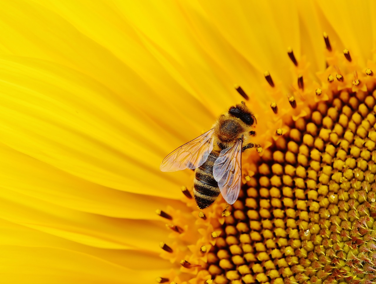 flores para proteger a las abejas