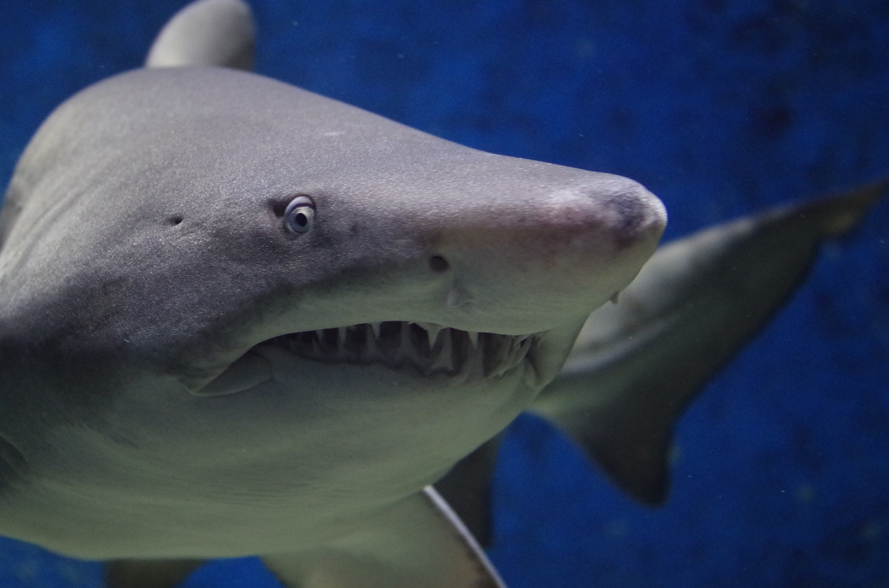 tiburones dañan cables de fibra óptica