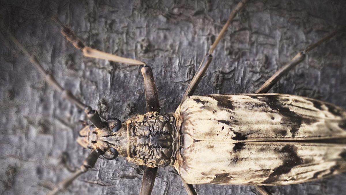 El escarabajo que sobrevive en áreas volcánicas, el Neocerambyx Gigas.