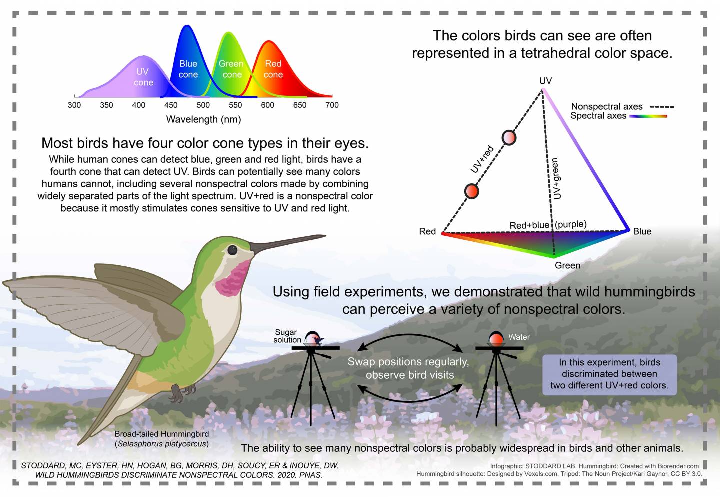 Los colibríes demostraron reconocer perfectamente la luz ultravioleta.
