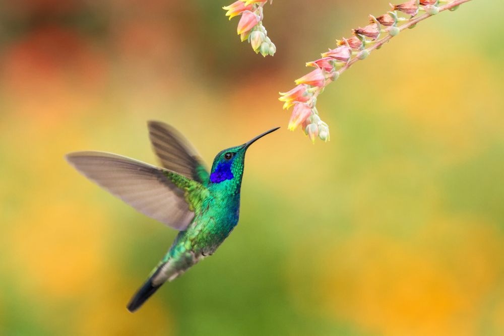 Los colibríes ven más colores que nosotros. Había otros colores
