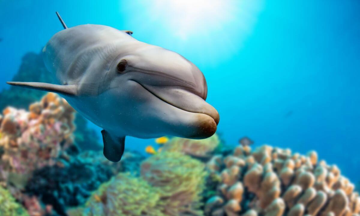 Los delfines tienen una inteligencia admirable. Al igual que los primates.