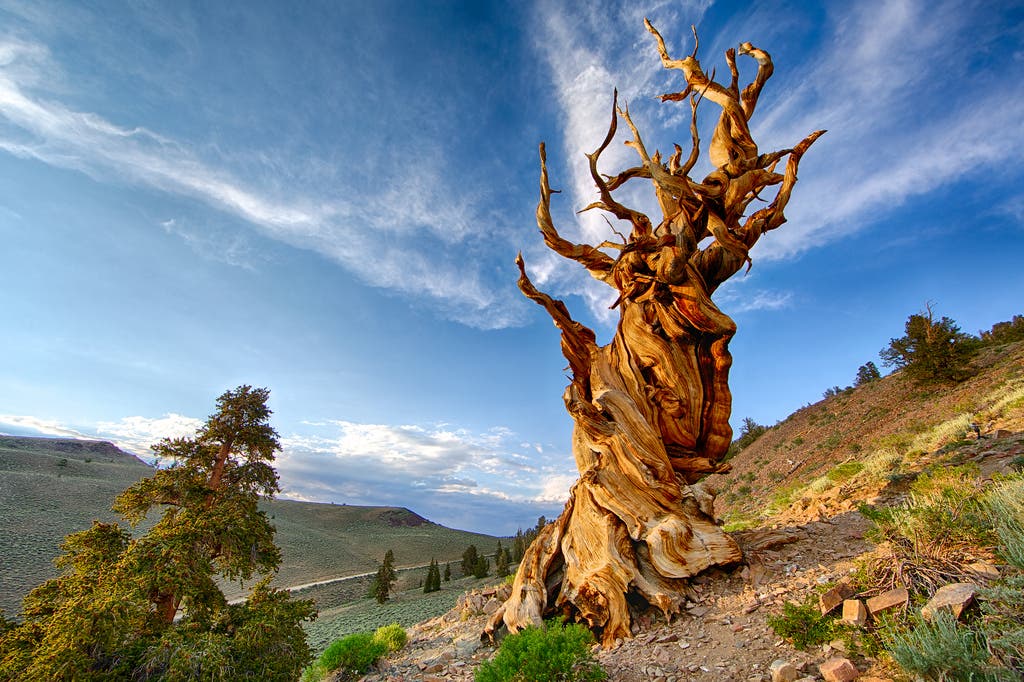 Este es Matusalén, el árbol más viejo del mundo.