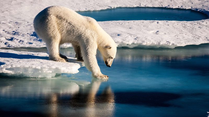 La disminución del hielo podría generar una serie de problemas ambientales.