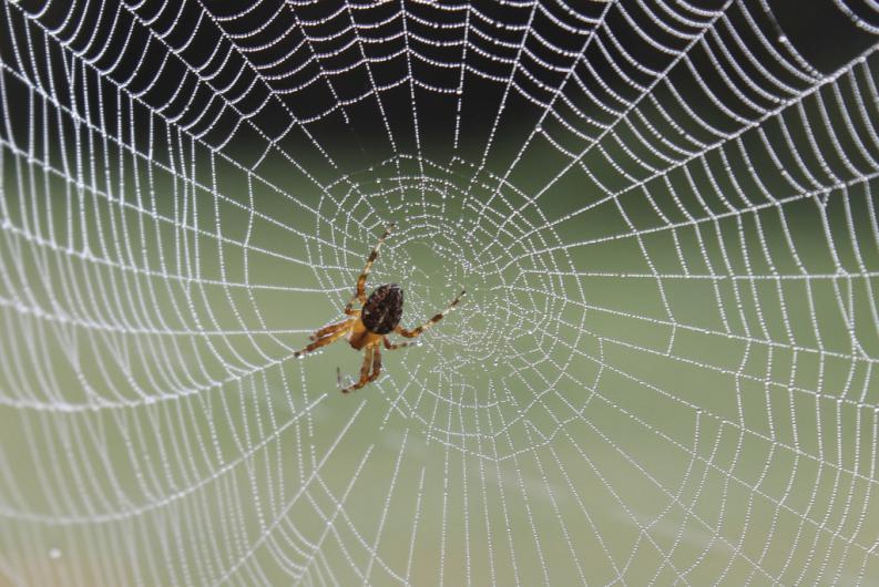 La seda de araña hecha en laboratorio no tendrá nada que envidiar a la natural.