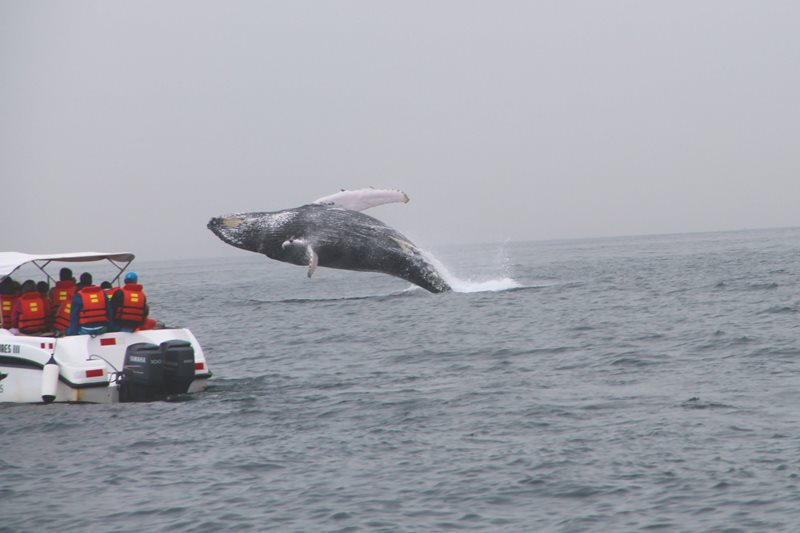 Los avistamientos de ballenas no considera cómo el ruido afecta a las ballenas.