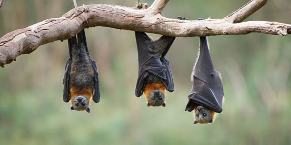 Los superpoderes de los murciélagos lo convierten en un mamífero muy interesante.