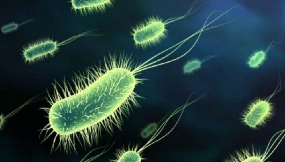 Científicos lograron despertar ciertos microbios luego de 100 millones de años. Vaya cura del sueño.