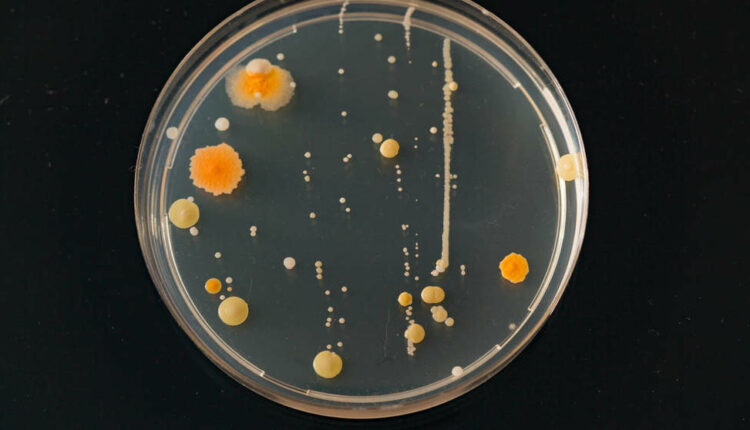 Datos y curiosidades sobre Bacterias - ¡No sabes nada!