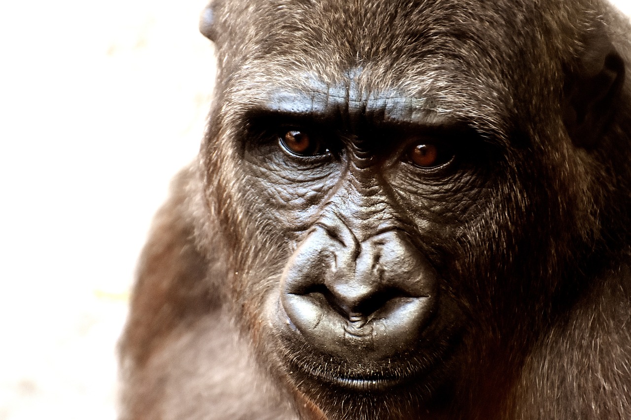 los gorilas del río Cross no están extintos