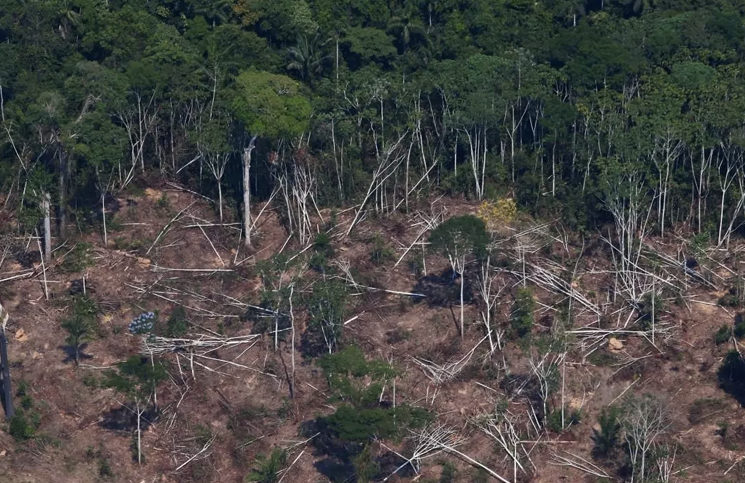 Cada año se pierden millones de hectáreas de bosques.