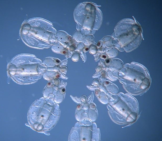Calamares transparentes creados en laboratorio. No sé ustedes, pero a nosotros nos asustan.