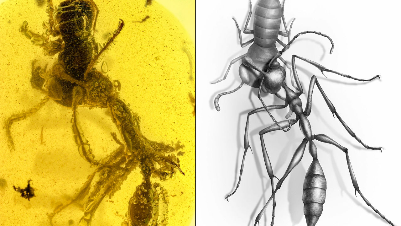 El ataque de una hormiga preservado en ámbar 99 millones de años. ¡Vaya foto!