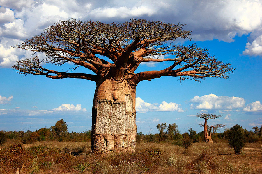 El sorprendente árbol baobab tiene insospechadas ventajas nutricionales en sus frutos.