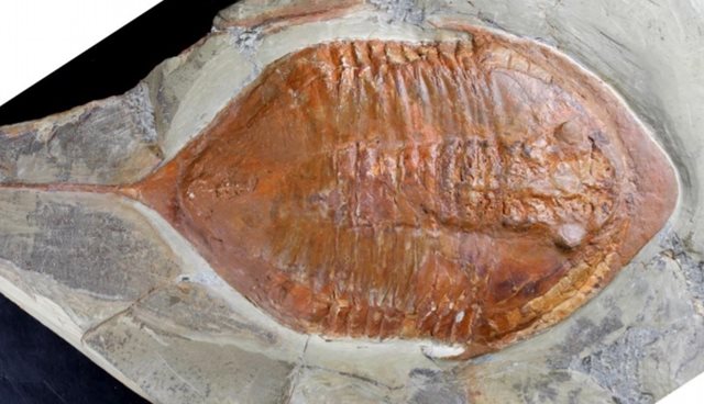 Existen fósiles preservados en excelentes condiciones, que incluso conservan los ojos, como este ejemplar.