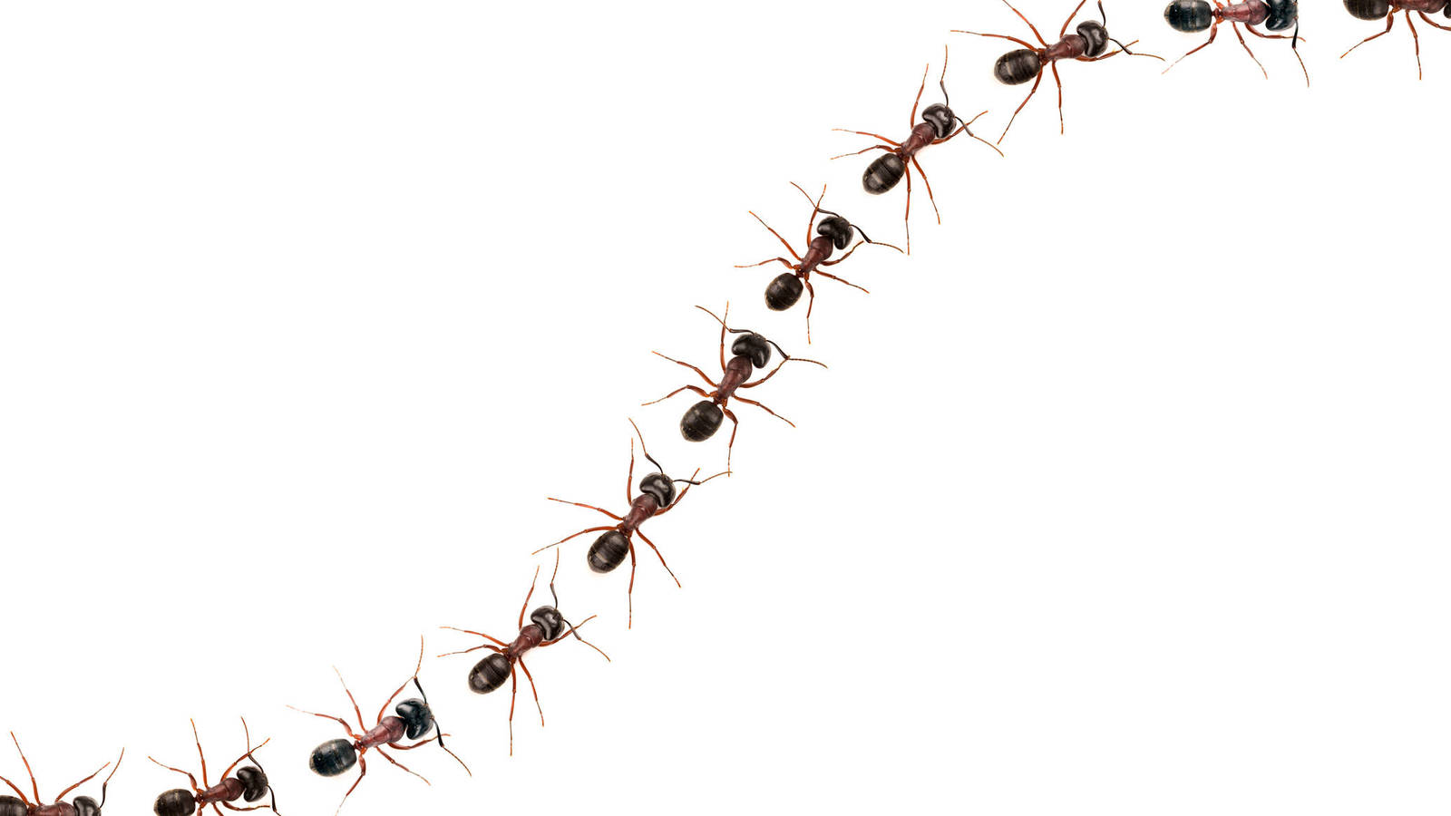 Incluso algo tan ubicuo como las hormigas puede extinguirse.