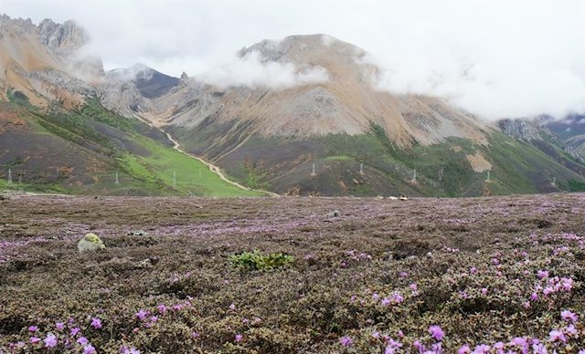 Las montañas donde nacieron las flores; Hengduan.