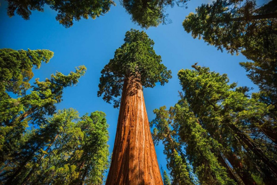 Las secuoyas gigantes son árboles majestuosos y milenarios.
