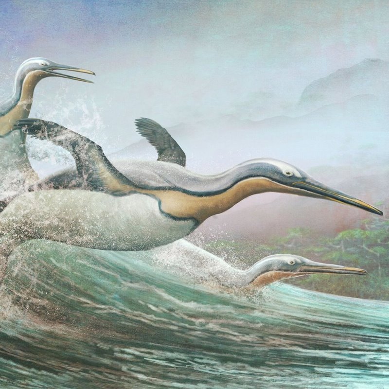 Los antiguos pingüinos volaban, pero en algún momento decidieron usar sus alas en el agua.