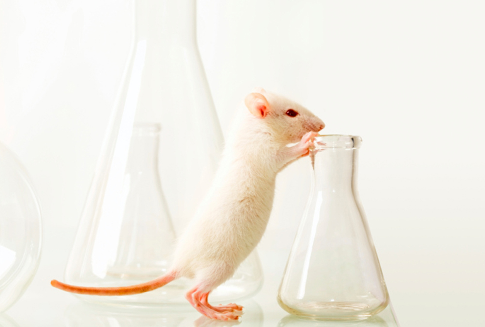 Los cefalópodos son buenos candidatos para las investigaciones biológicas, como los ratones.