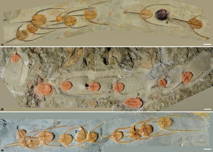 Los fósiles que aparecen en fila india, los trilobites.