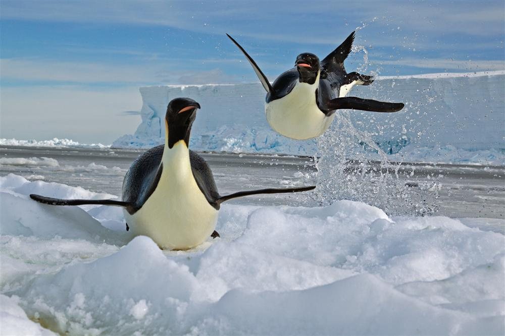 Pingüinos emperador saliendo del agua. Se diría que extrañan volar.