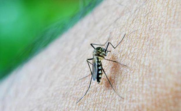 ¿Por qué algunos mosquitos prefieren a los humanos? ¿Es su comportamiento natural?