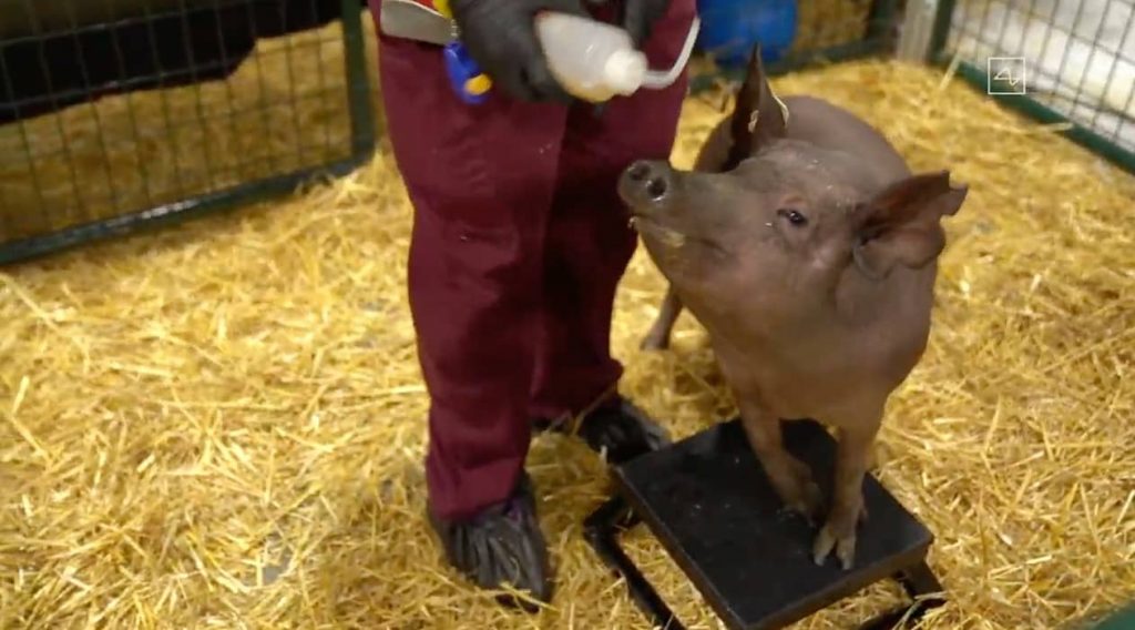 Presentan cerdos con implantes de Neuralink, para demostrar cómo esta tecnología monitorea el cerebro.