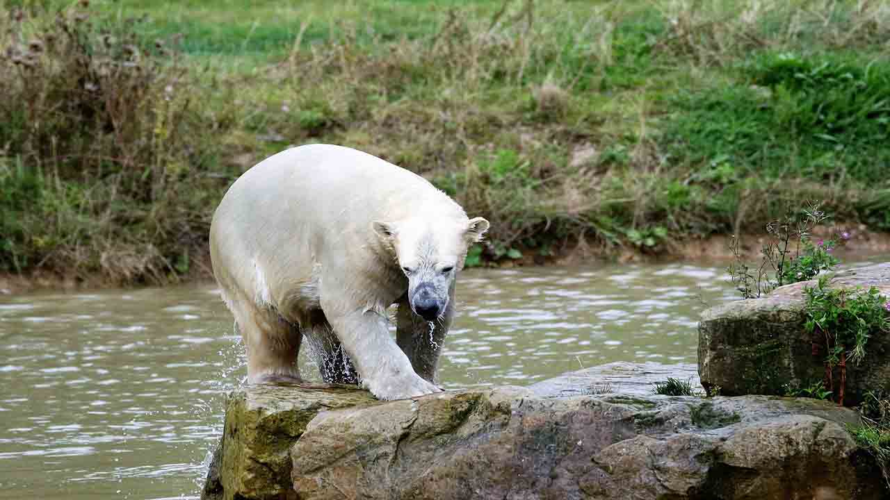 extinción del oso polar por la pérdida de su habitat