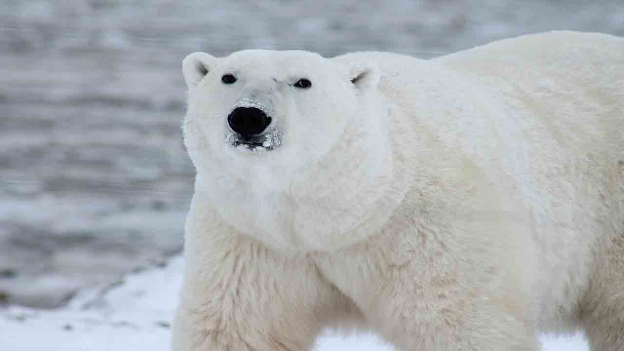 evitar la extinción del oso polar