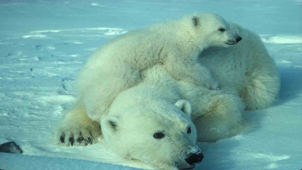 extinción del oso polar
