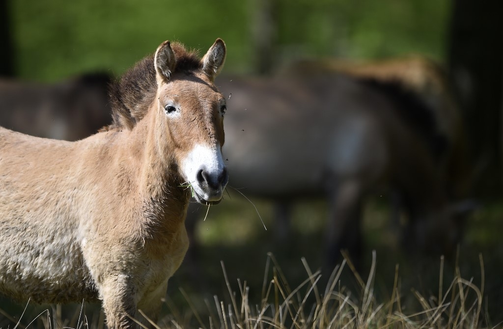 El caballo clonado de restos congelados, un ejemplar Przewalski, es un hito genético.