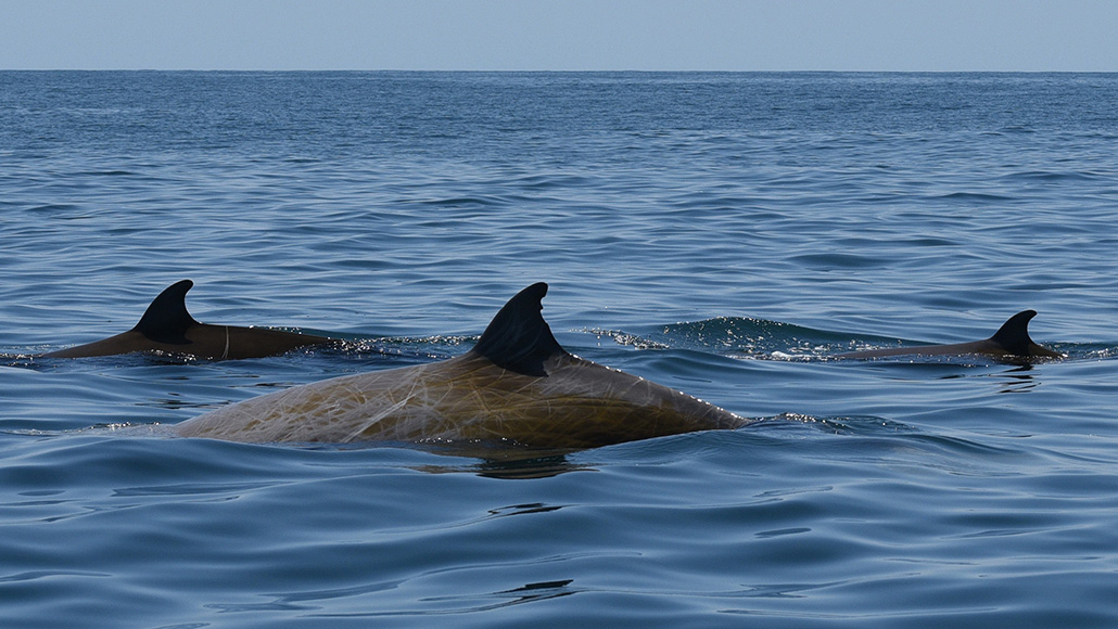 El impresionante récord de inmersión de una ballena le pertenece a la ballena de Cuvier.