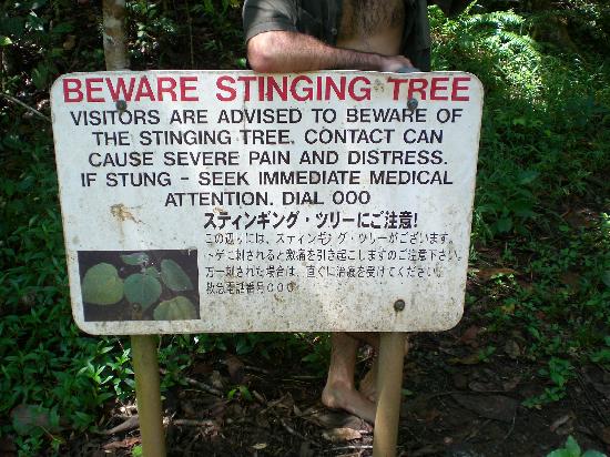 Existen letreros de advertencia que alertan de los peligros de este árbol.