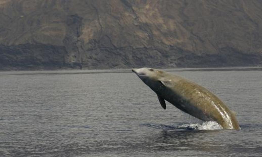 Las ballenas picudas son magníficos buceadores.