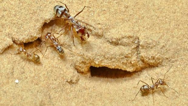 Las hormigas que se guían por un podómetro interno viven en el desierto más caliente del mundo.
